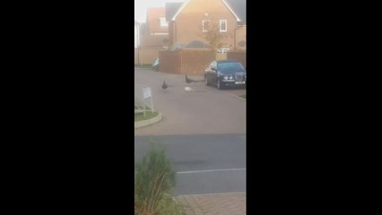 Peacocks wandering around Sholden Fields estate