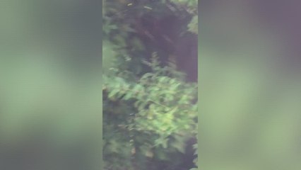 Woman confronts man over dog poo disagreement