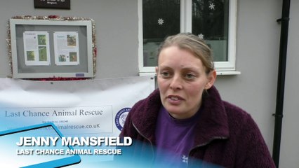 Poorly puppies dumped in Edenbridge