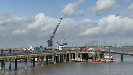 Dead whale pulled from the Thames