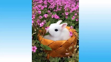 Funniest Pets Don'T Try To Hold Back Laughter