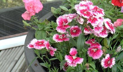 Rainham garden enter national flower competition