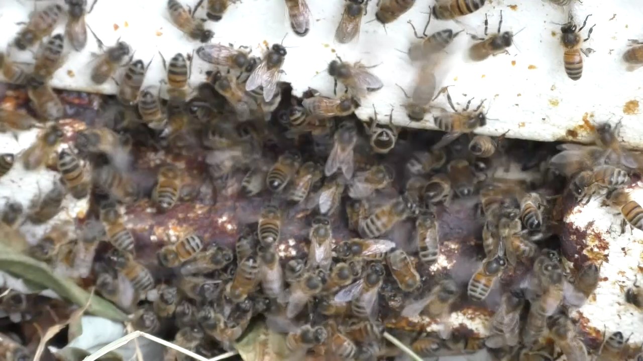 Calls to remove species threatening Kent's plants and animals