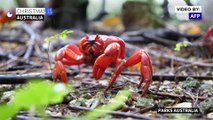 Millions of crabs pour over roads in Australian migration