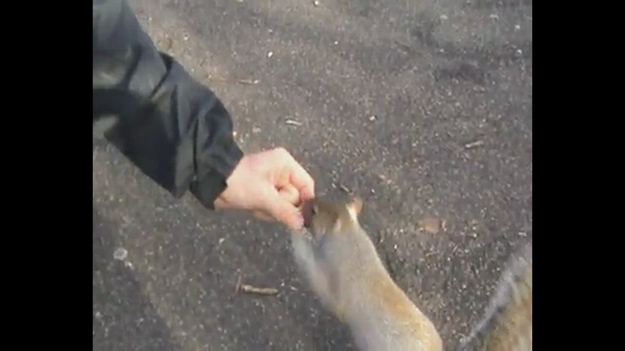 Friendly squirrel spotted in Tonbridge