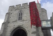 Plastic poppies unveiled in Canterbury as a WWI tribute