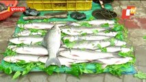 Chadakhai | Fish Markets Go Crowded In Bhubaneswar