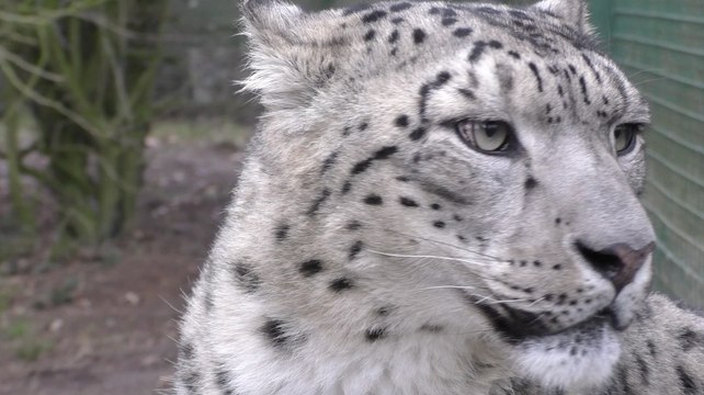 How a Kent conservation charity's providing a safe haven for endangered species.