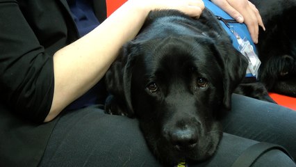 Kent Police using dog to help comfort vulnerable people