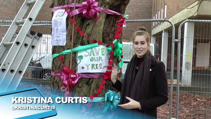 Protesters have been harnessed to Tonbridge tree for more than a week