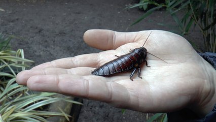Name a cockroach after an ex at Hemsley Conservation Centre