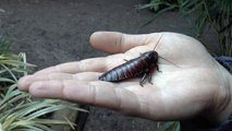 Name a cockroach after an ex at Hemsley Conservation Centre