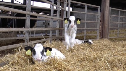 Benenden dairy farm welcomes rare calf triplets