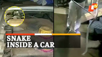 Poisonous Snake Rescued From The Bonnet Of Car