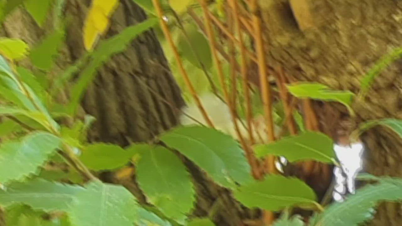 TWO albino squirrels spotted in Leybourne Chase