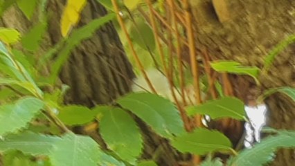 TWO albino squirrels spotted in Leybourne Chase