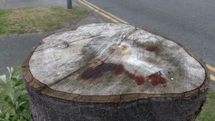 KCC criticised for chopping down trees