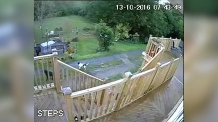 Footage appears to show a dog attack in New Ash Green