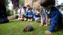 Hedgehogs being released into the wild