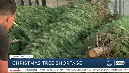 How the national Christmas tree shortage affects Bakersfield