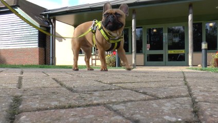 Canterbury Dogs Trust believe Brexit could prevent puppy smuggling