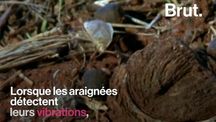 La technique de chasse des araignées trappe