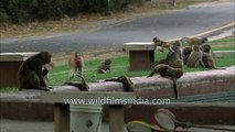 Mischievous monkeys loitering at the Mughal garden, Rashtrapati Bhawan