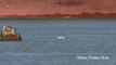 Thames Estuary beluga whale Benny appears healthy and 'swimming strongly'