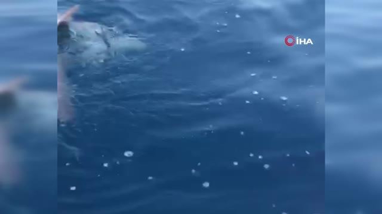 Amatör balıkçı 1,5 metrelik köpek balığı yakaladı