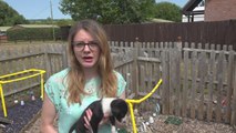Puppies dumbed in a box near Sittingbourne