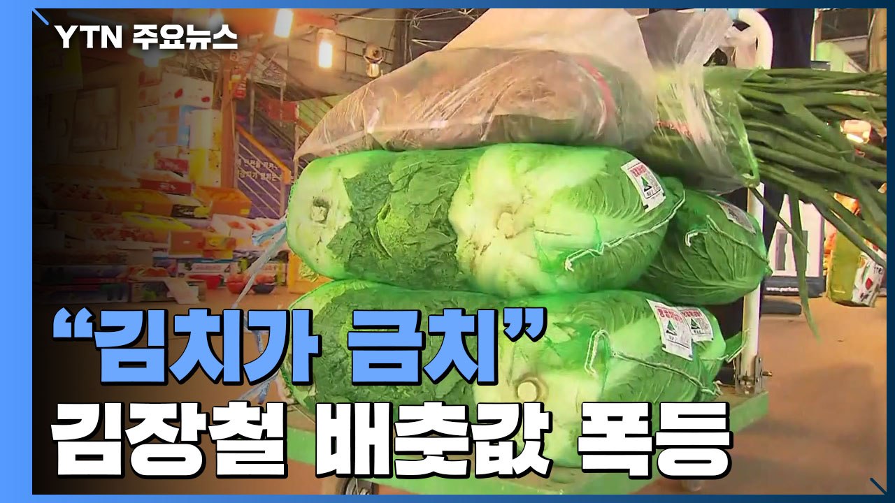 "김치가 금치"...배춧값 폭등에 김장철 울상 / YTN
