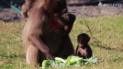 New Gelada infant born at Howletts Wild Animal Park