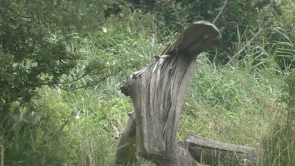 Vital Kent land is being kept alive thanks to beavers