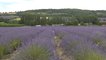 Kent farm home to largest lavender field in the country