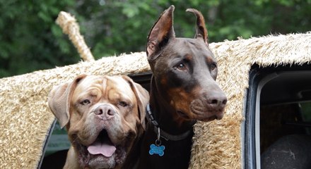 Dartford man creates dog car
