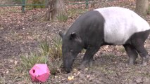 The world's oldest Malayan tapir turns 40 at Kent wild animal park