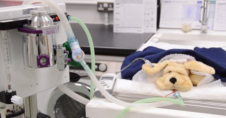 Furry friend first aid classes for pet owners