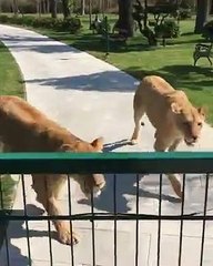 Cute Lions Videos Compilation Cutest Animals Moments || Kumar Amrit