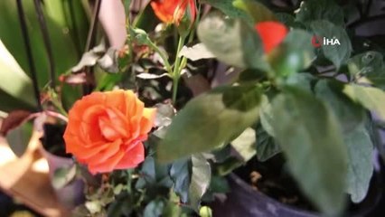 Resim öğretmeni çiçek sevgisi sanatla birleştirdi, ürünleri ilgi odağı oldu