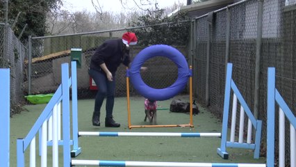 Cats and dogs for Christmas