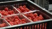 Maidstone farmer dumps tons of rotten fruit