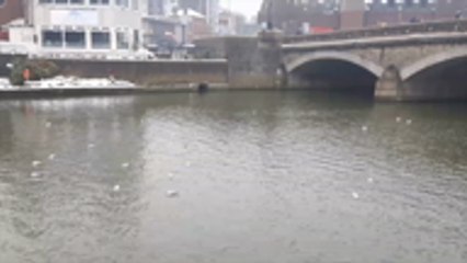 Birds hide their heads underwater from freezing winds in Maidstone