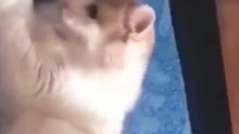 Un gato que se lastimó