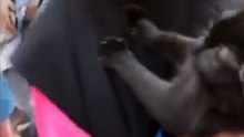 Este gato puede hablar ! WOW
