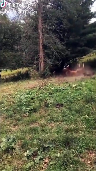 Un caballo juega y se excita excesivamente