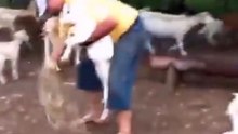 Esta oveja es muy protectora ! LOL