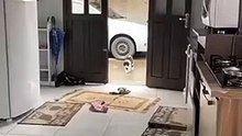 Este gato merece un premio oscar