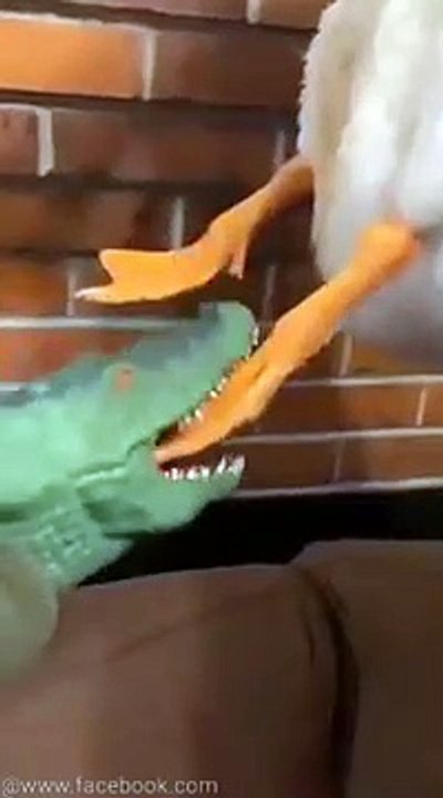 Un pato cantando cuando está herido