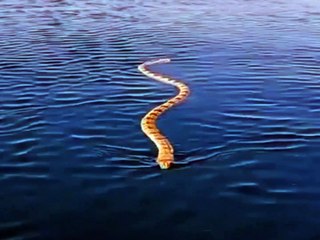 Una gran serpiente nadando en el mar es tu peor pesadilla