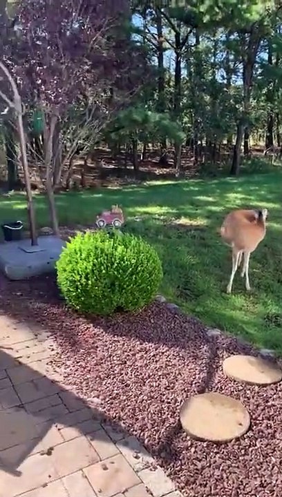 Des très mignons biches attendent leur repas !
